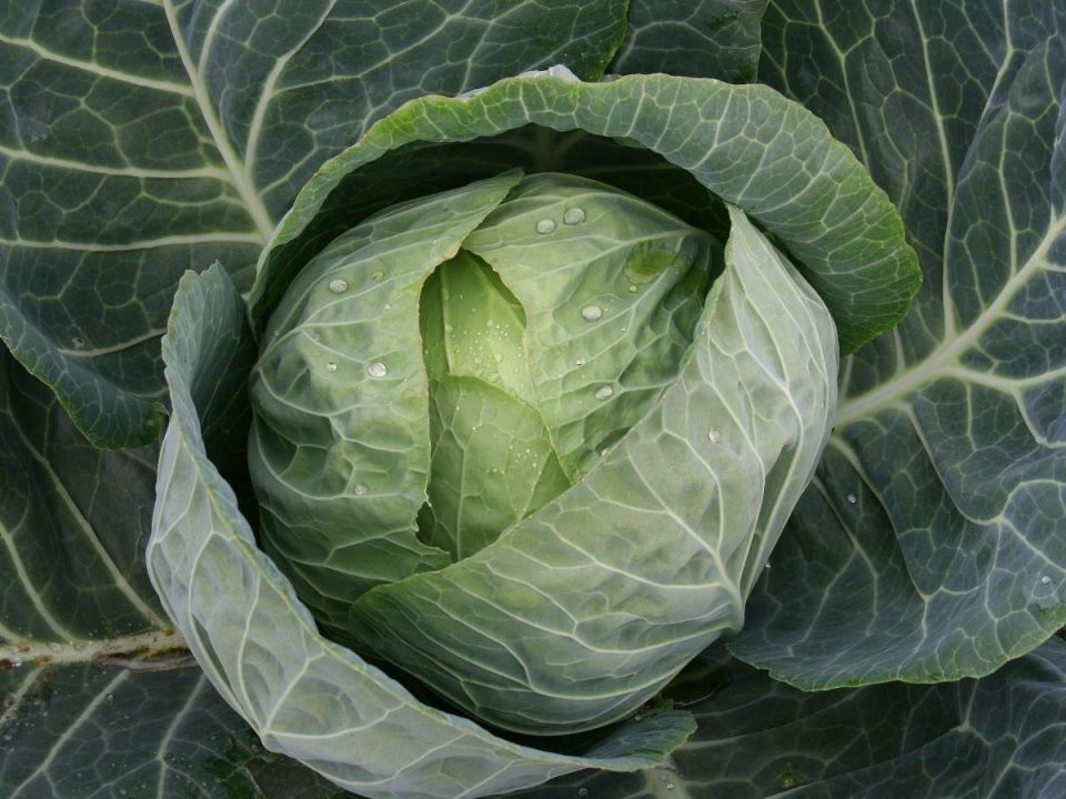 ������ ��������� ������� �� �����: ��� �������� ���� �������� ��� ������