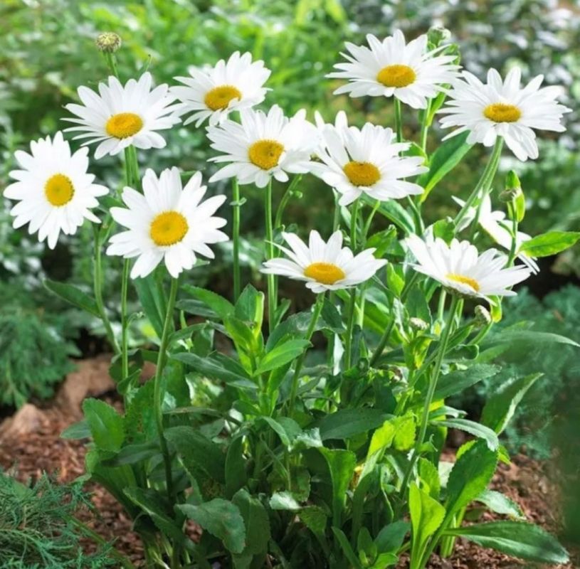 ����������� ����� ��� �������������� ����: ���� ������ ��������� ��� �������� ���