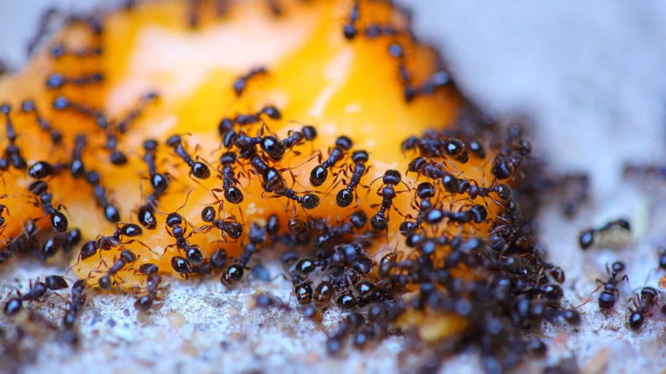 ������� � ����: ��� � ���� ����������?