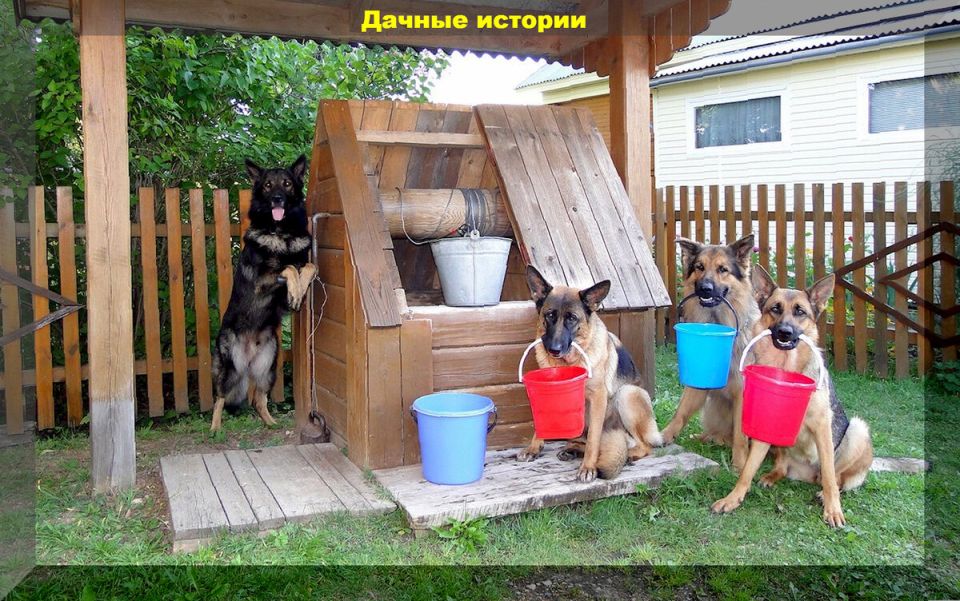 ������������� ������ ��������: ������ ������� ��� ���������� ���������