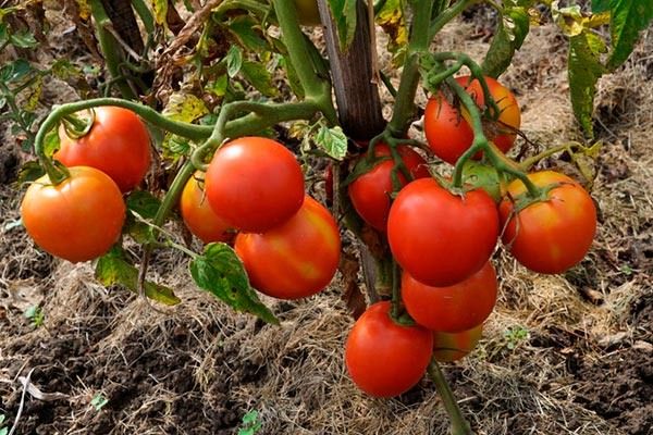 Томаты сорта Ирина: идеальный выбор для вашего сада