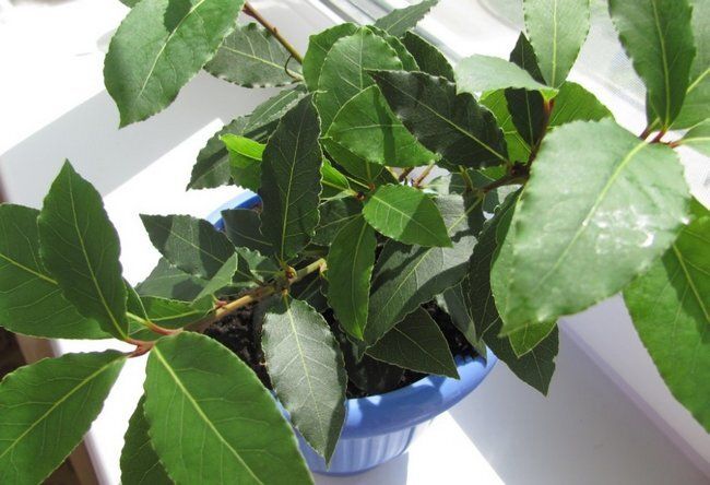 Лавровое дерево как союзник в борьбе за чистоту воздуха в вашем доме