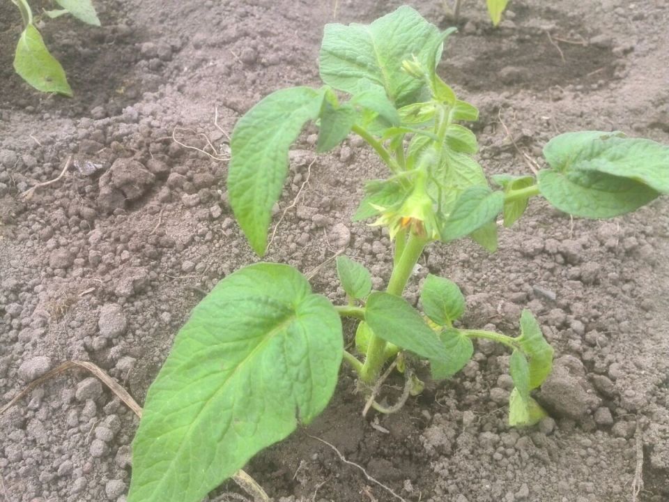 ��� ��������� ������� ��������: ��� ������ ����� ��� ��������