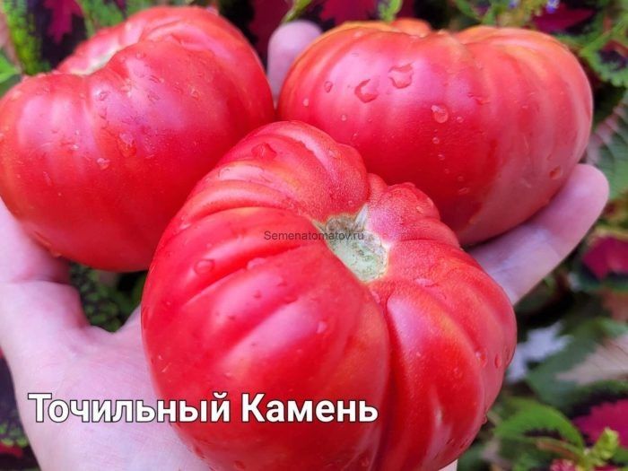 ����� ��������� ������: ������� ����� ����� ������������ ������