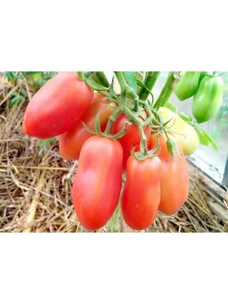 ����� ������� ����: ������� ����������� � ������������ ����