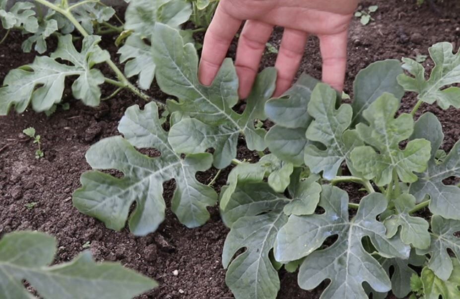 ������������ ������� � ����: ������� ��� ��������� ����������