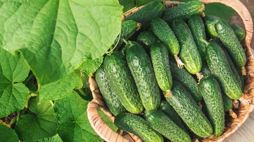 ���-5 ������ �������, ������� �� ������� � �� ���������� �������