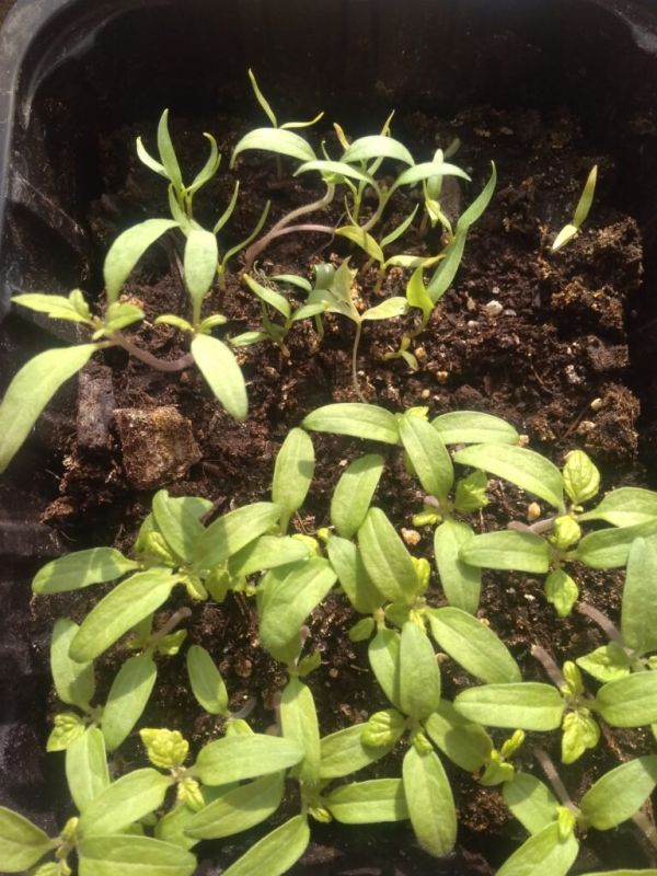 �������, ��� ��������� ��������� �� �������� ��������� ����� ���������