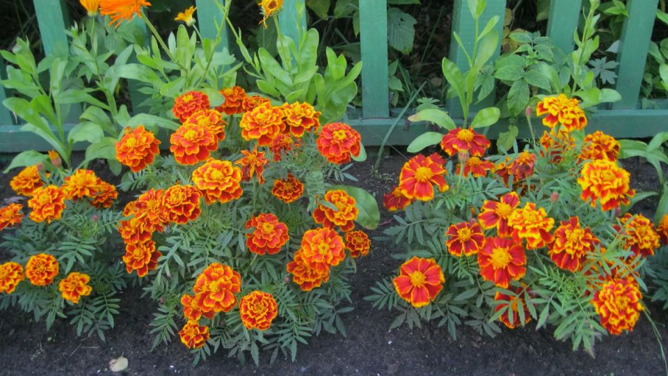 �������� � ������: ��� ����� ������� ������ �� ���� ������