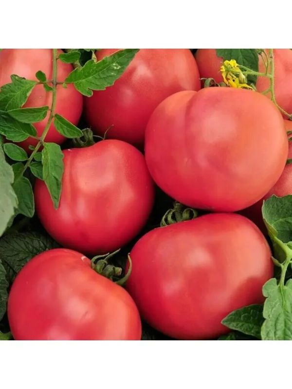 Томат Русский Царь: крупноплодный гибрид для теплицы и длительного плодоношения