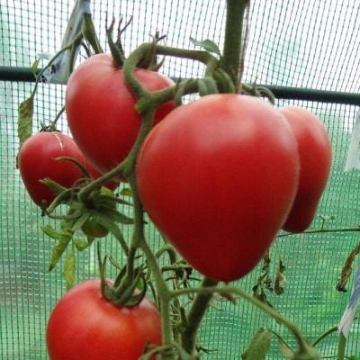 �������� ������� ��������: ��� ��������� ������� ������������ ����� � ��������� ����