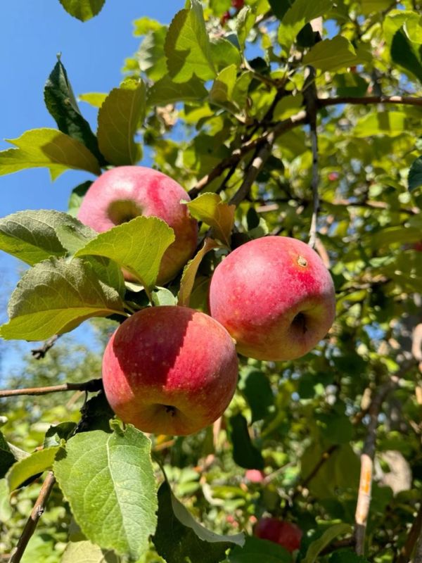 Посадка фруктового дерева как долгосрочное вложение в сад и страну
