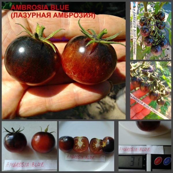 Амброзия лазурная: высокорослый томат с яркой синей окантовкой и сладким вкусом