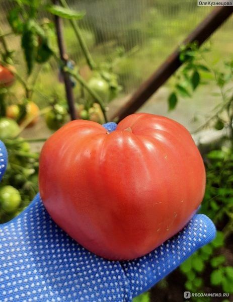 ������� ���: ������� ������������ ����� � ��������� �������� � �������