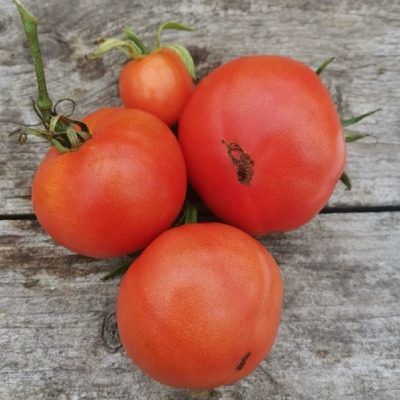 ����� �������� ������: ���������� ���� � ���������� ������� ��� ������ �������