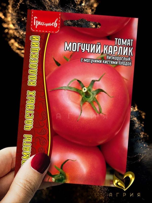 Могучий карлик: компактный томат с крупными плодами для открытого грунта