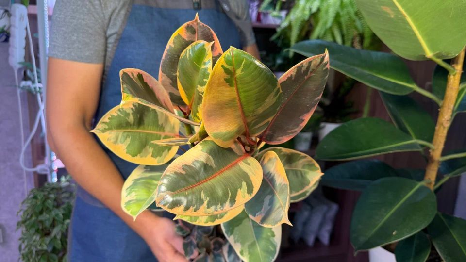 ����������� �������� ��� ������ ������: ��������� ������������ ����� ��� ����� ����