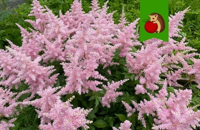 �������, ��� ������� �������� ����� ����������� ���� �����: ���� �������� ��������