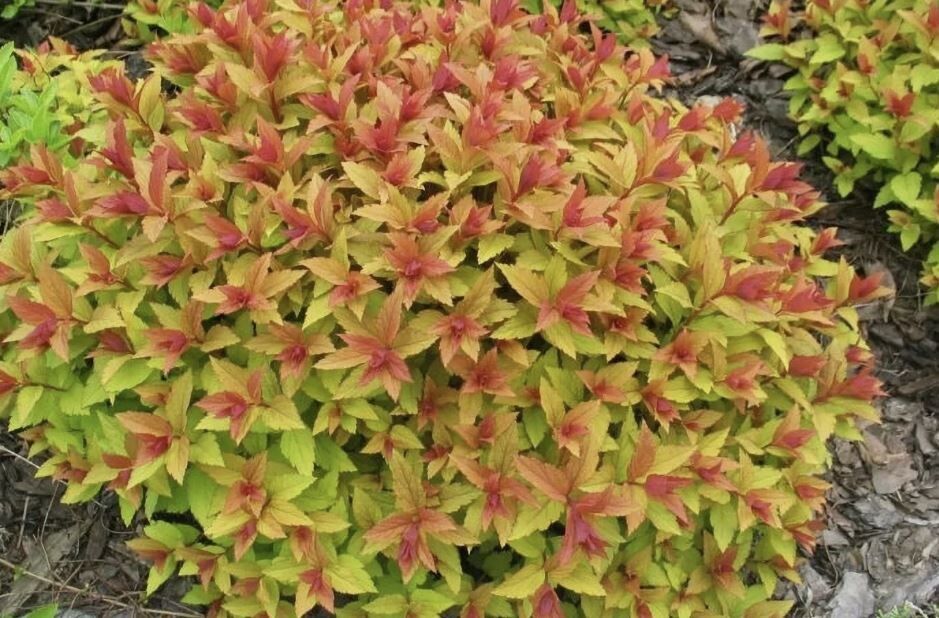 Как правильно ухаживать за спиреей японской в июле: советы по обрезке и поливу