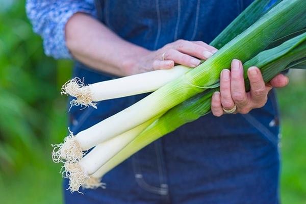 Как вырастить лук победитель: секреты успеха