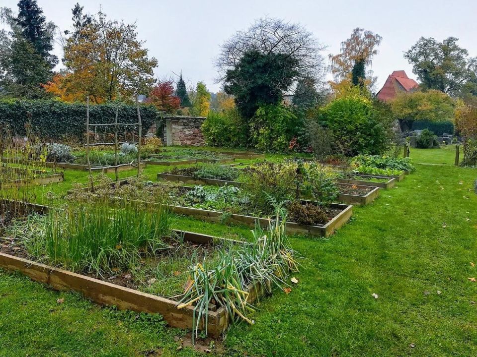 Севооборот в огороде: как правильно сажать после лука