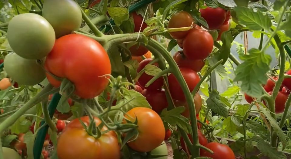 ��� ������������ � ������� � �������: 5 �������� ����� ��� ��������� ������