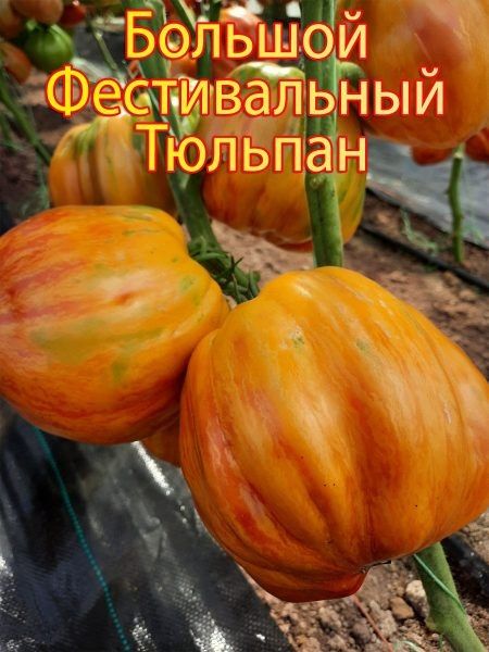 ����� �������� ������������� ��������: �������������� ����� � ���������� ����