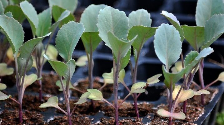 ��� � ��������� �� ������� � ����������� �������� ������ �������