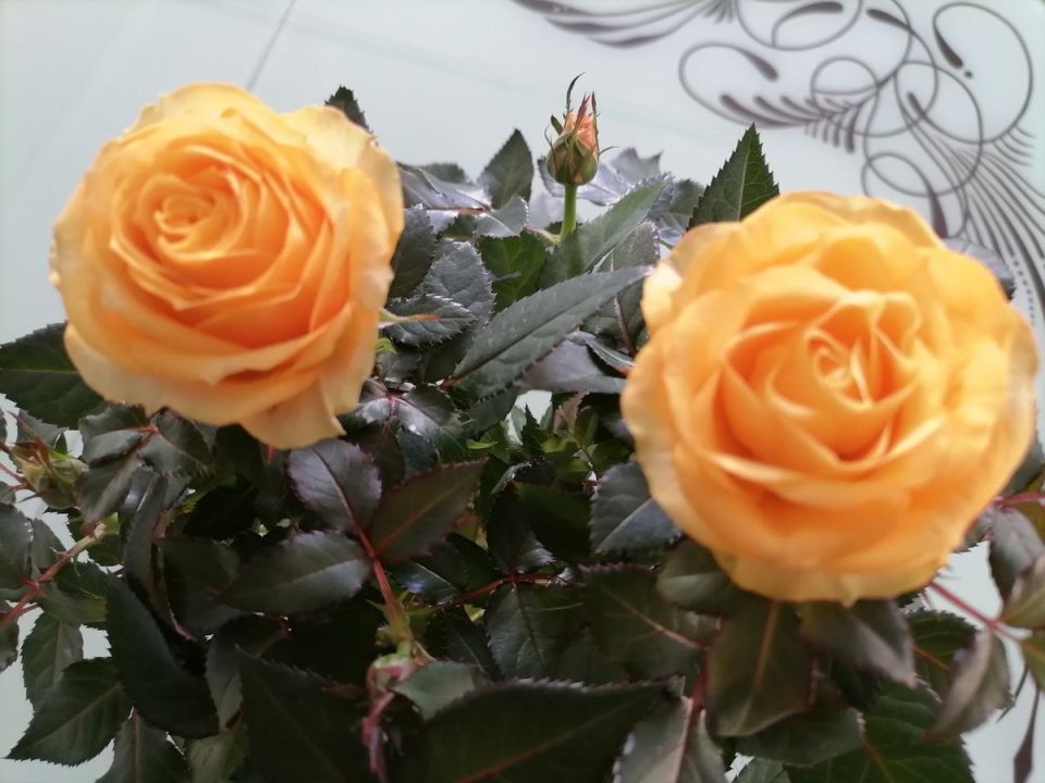 ���� � ����, ������: ��������� ��������� ��������, ���������� �������